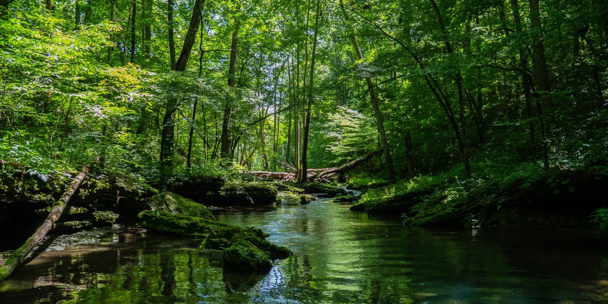 A beautiful scenery of a river surrounded by greenery in a forest